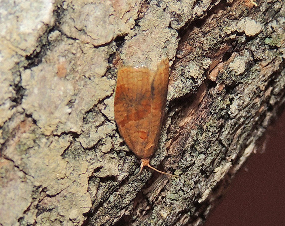 Archips rosana Tortricidae